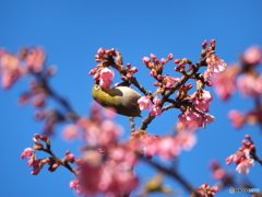 河津桜の蜜のお味はいかが?