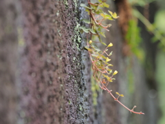 石垣に芽吹く