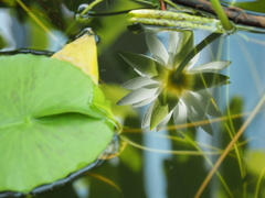 水鏡睡蓮