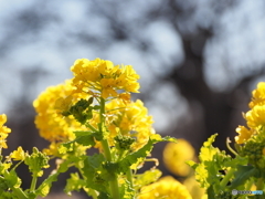 春を呼ぶ花