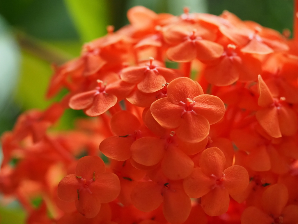 紫陽花そっくり