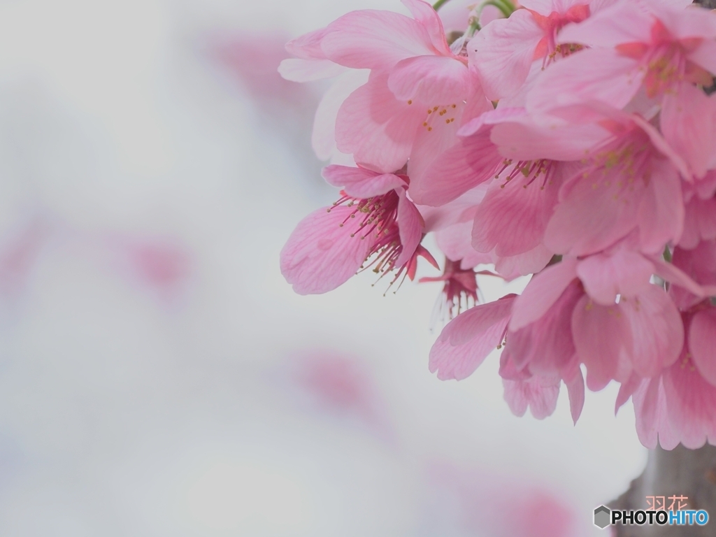 雅な桜