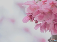 雅な桜