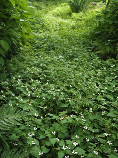 花の川