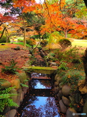 新宿御苑の紅葉