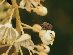 リョウブに集う虫たち1