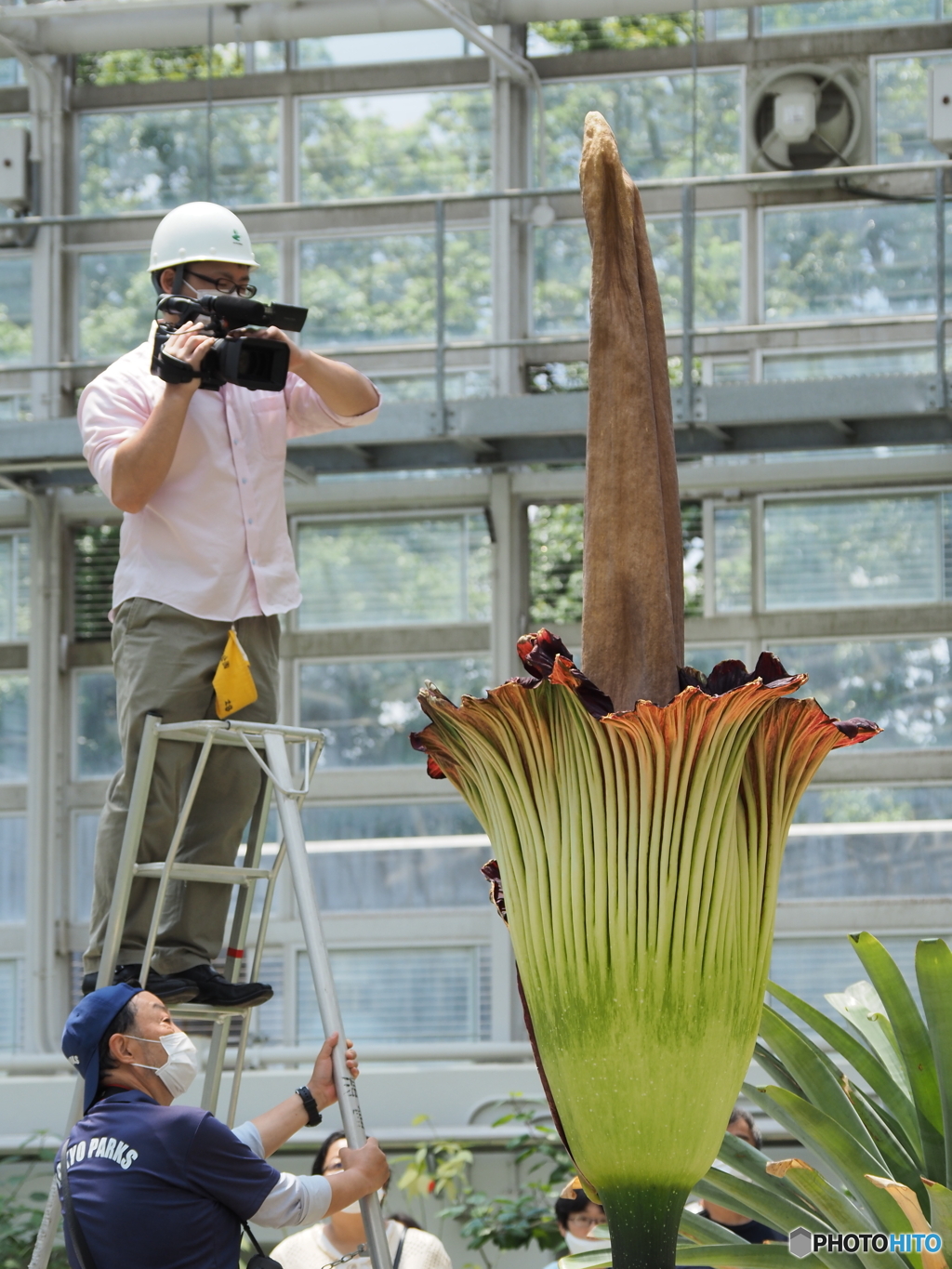 世界で一番大きな花？