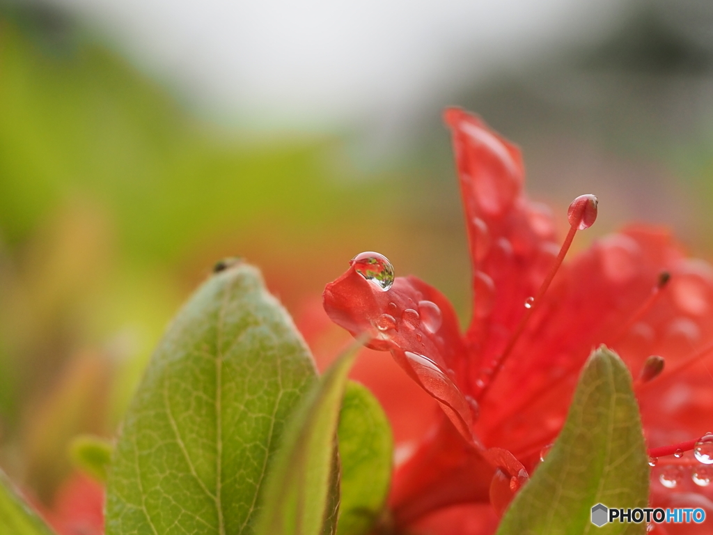 雨に濡れる花弁