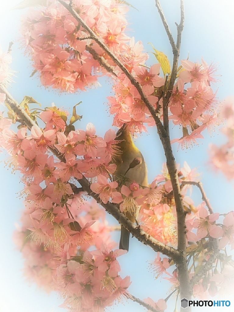 ヒマラヤザクラ華やかに咲く