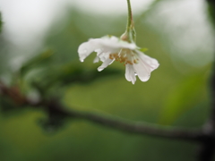 6月の雨に打たれて