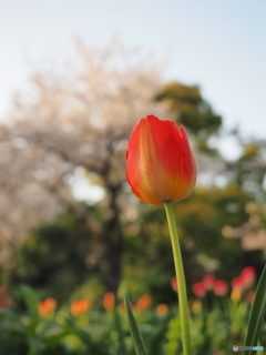 春色の公園