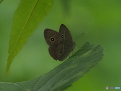 森に棲むヒメジャノメ