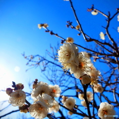 春に先駆け