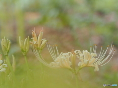 WhiteFlower