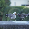 ウミネコ母さん大忙し