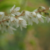 ウツギの花が咲いていました