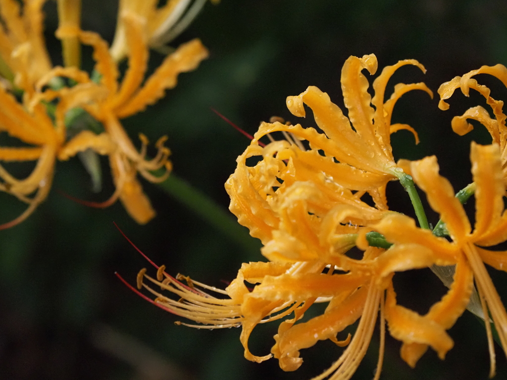 黄色の曼珠沙華 ショウキズイセン