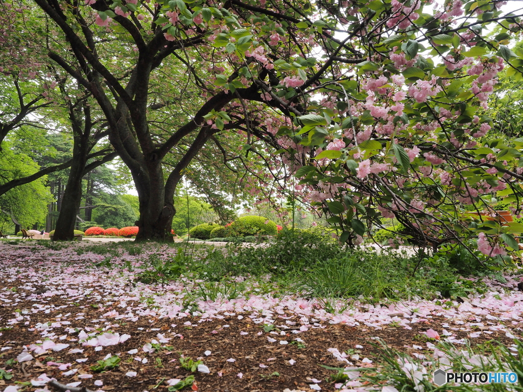 花のリレー