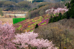 北海道の春