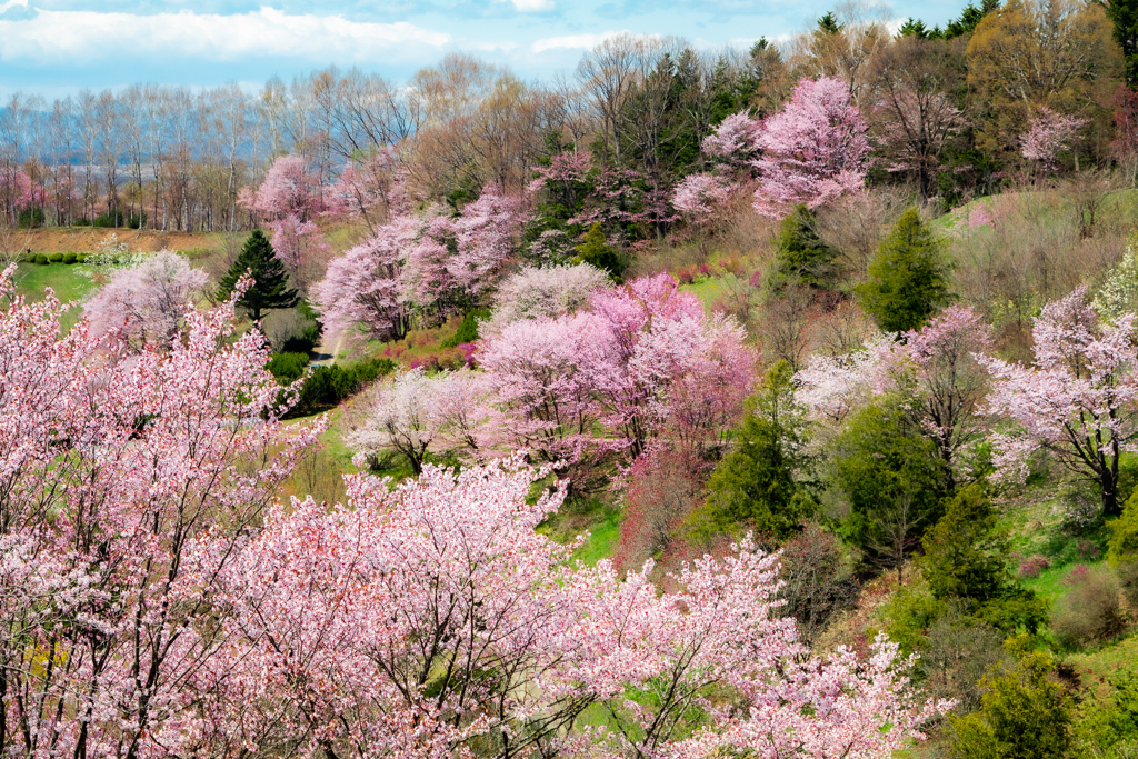 北海道の春