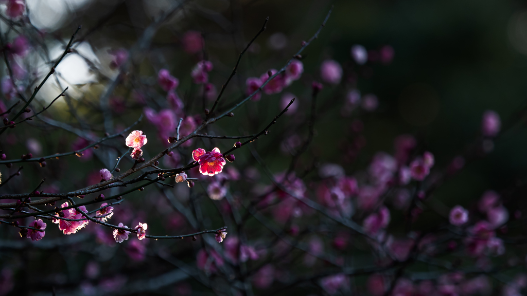 冬の紅色