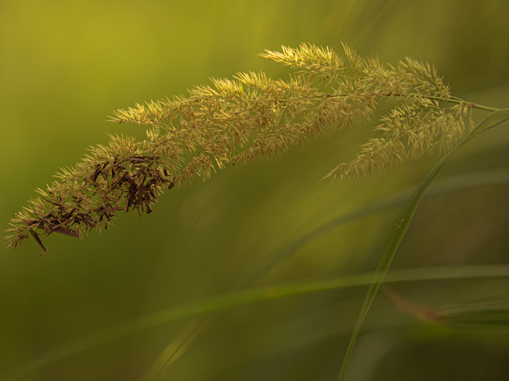 さしこむ日差し