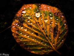 雨の日の落ち葉