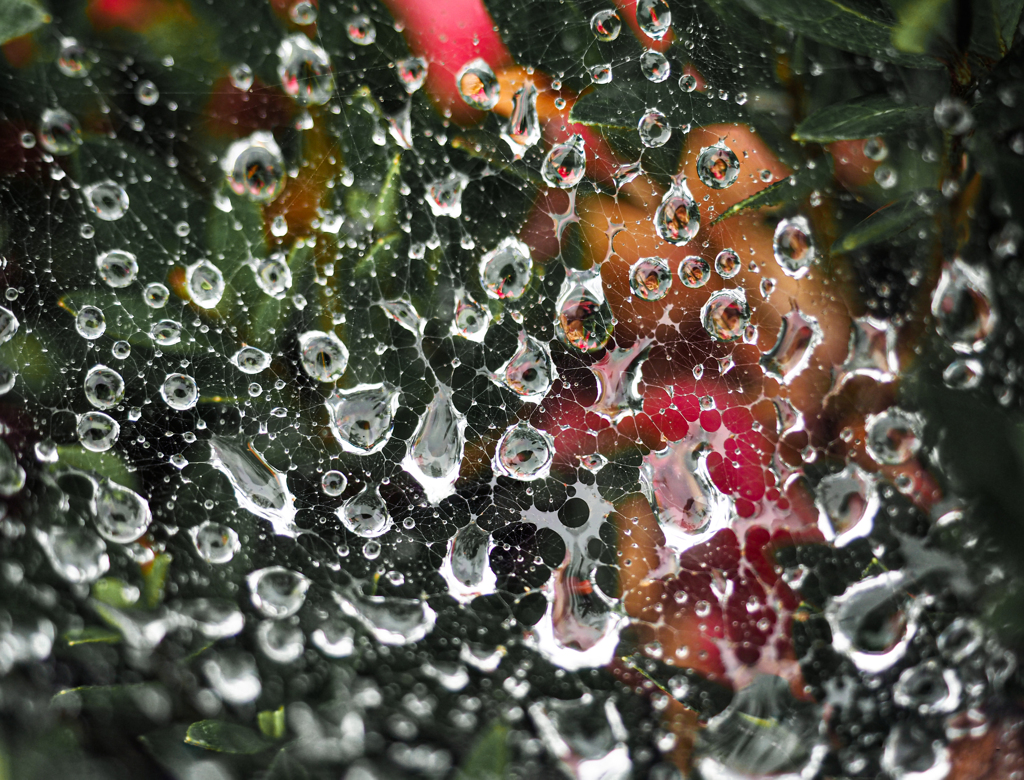 梅雨のネットワーク
