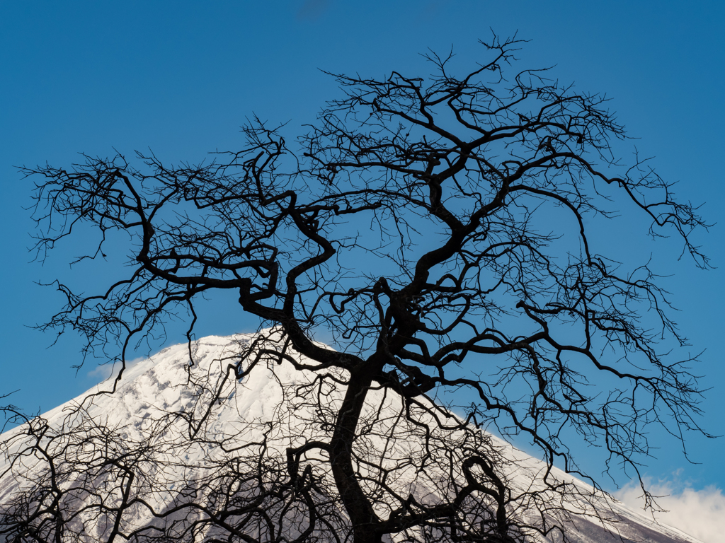 驚く、富士を見て