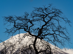 驚く、富士を見て