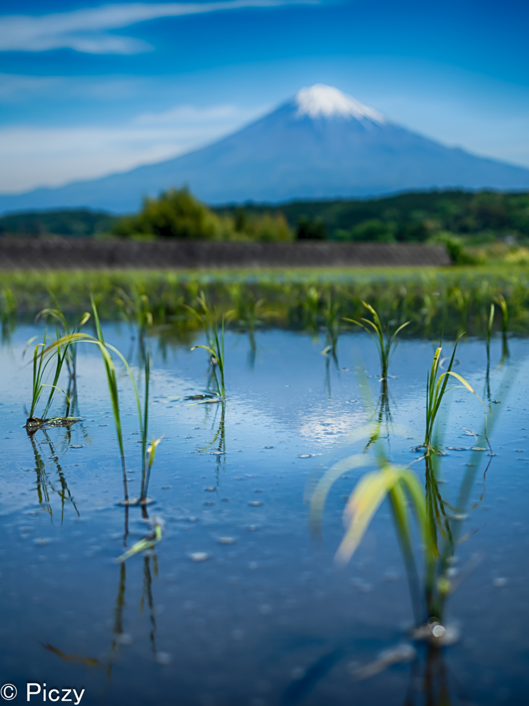 連休は田植え日和