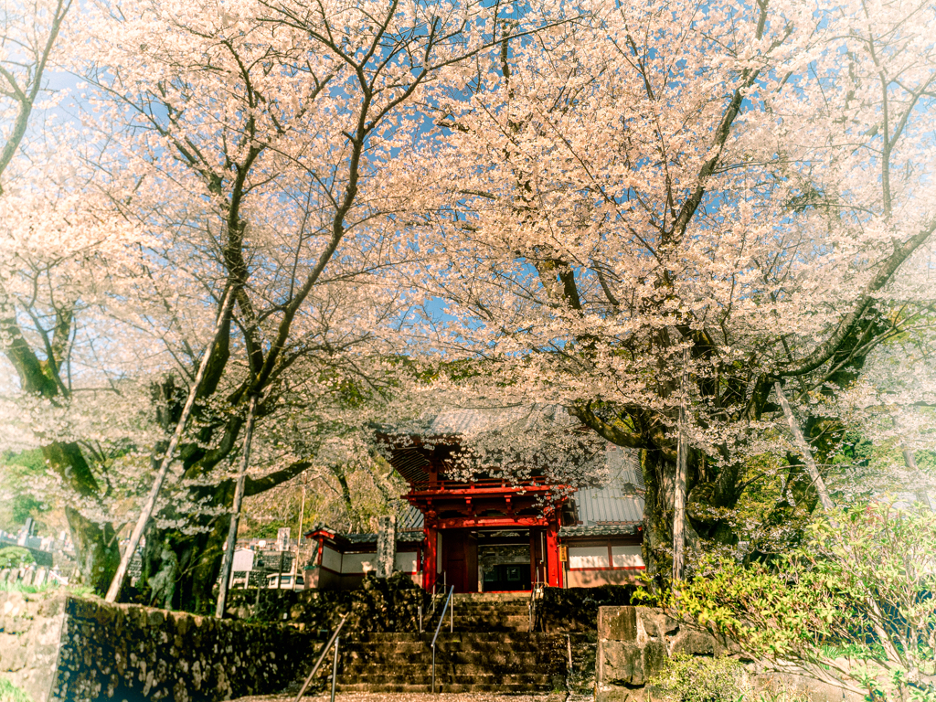 門前の夫婦桜