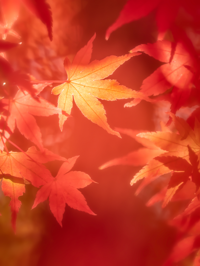 穏やかな紅の日差し