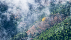 行くに行けぬ銀杏の木