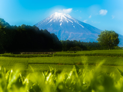 富士のお茶