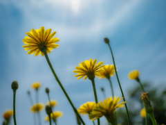 晴れ間に生き生き