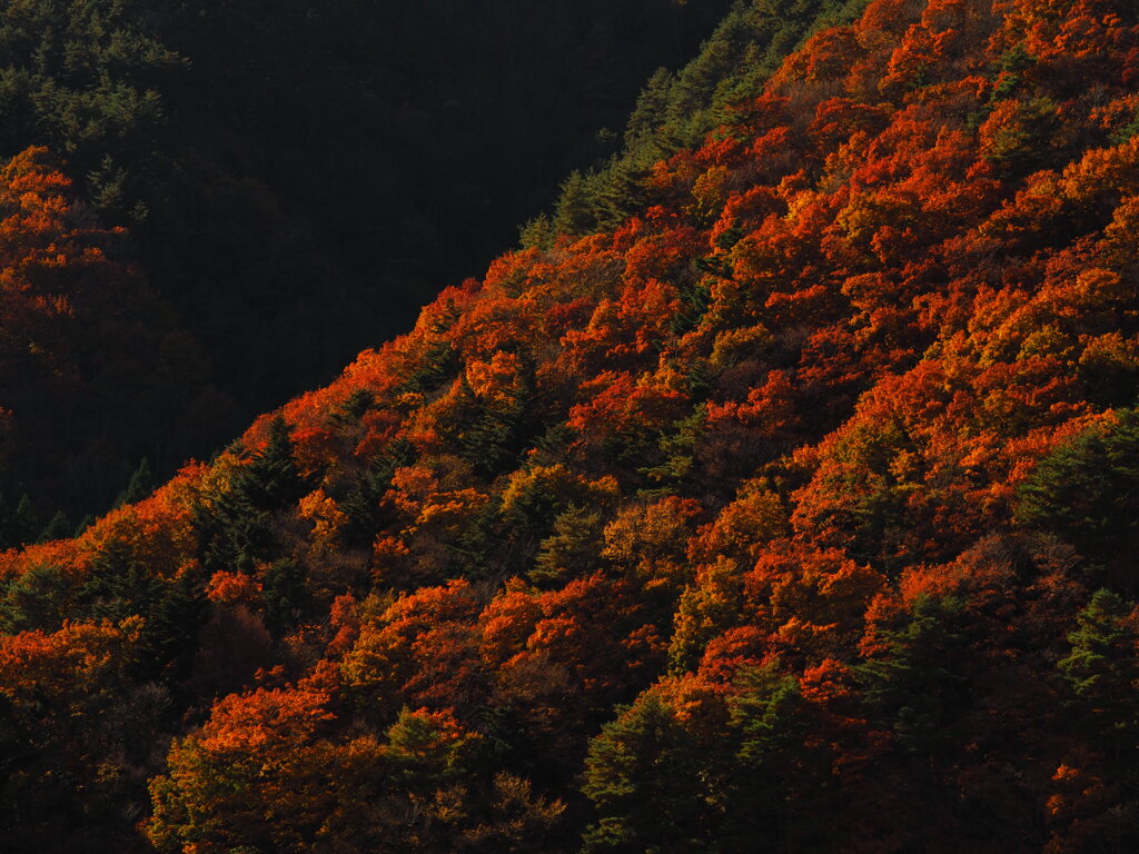濃くなる、西日に照らされて