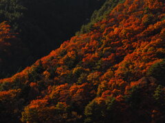 濃くなる、西日に照らされて