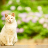 出会った公園の野良猫