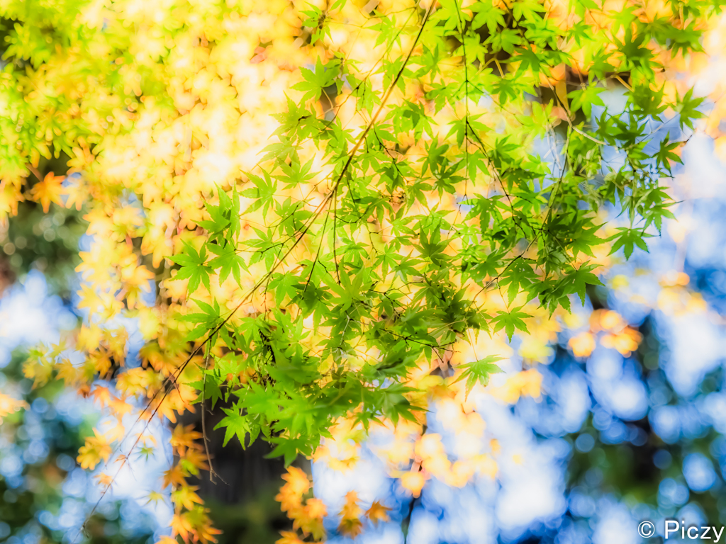 紅の前の明るさ