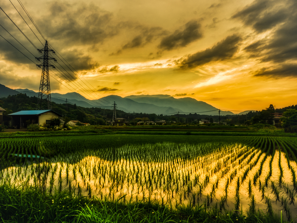 田植えに夕暮れ