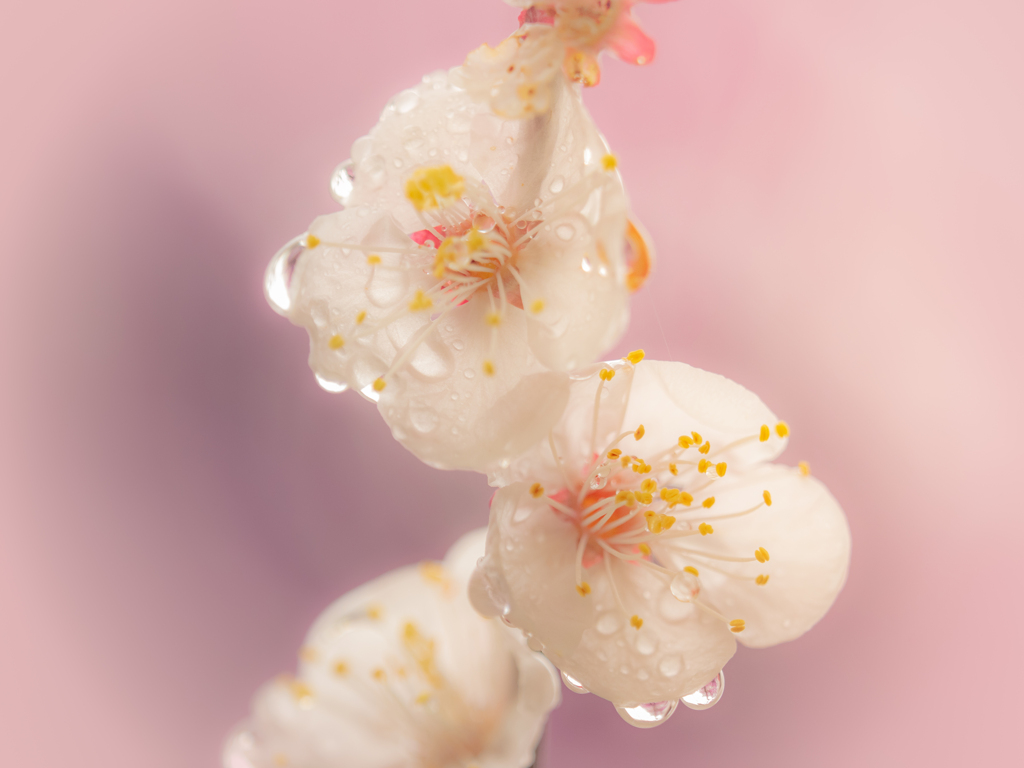 しずる花弁
