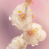 しずる花弁