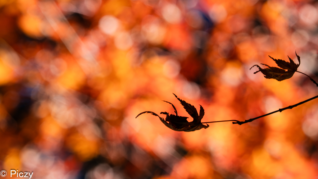舞う影、紅に