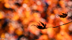 舞う影、紅に