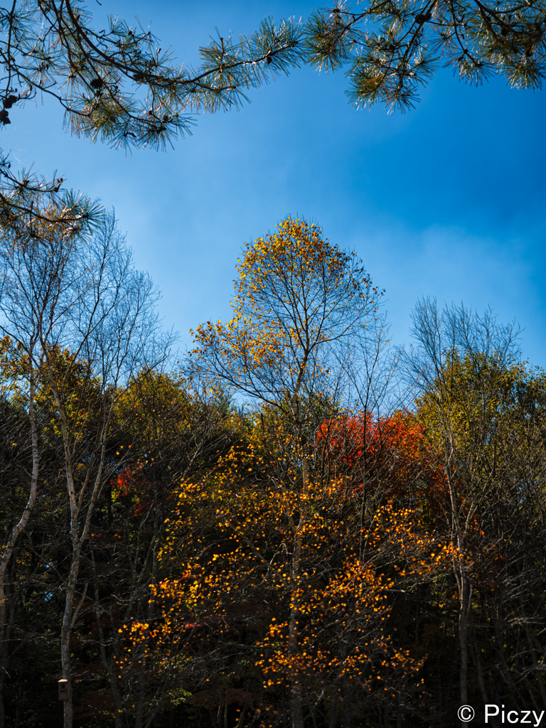 秋空の木立