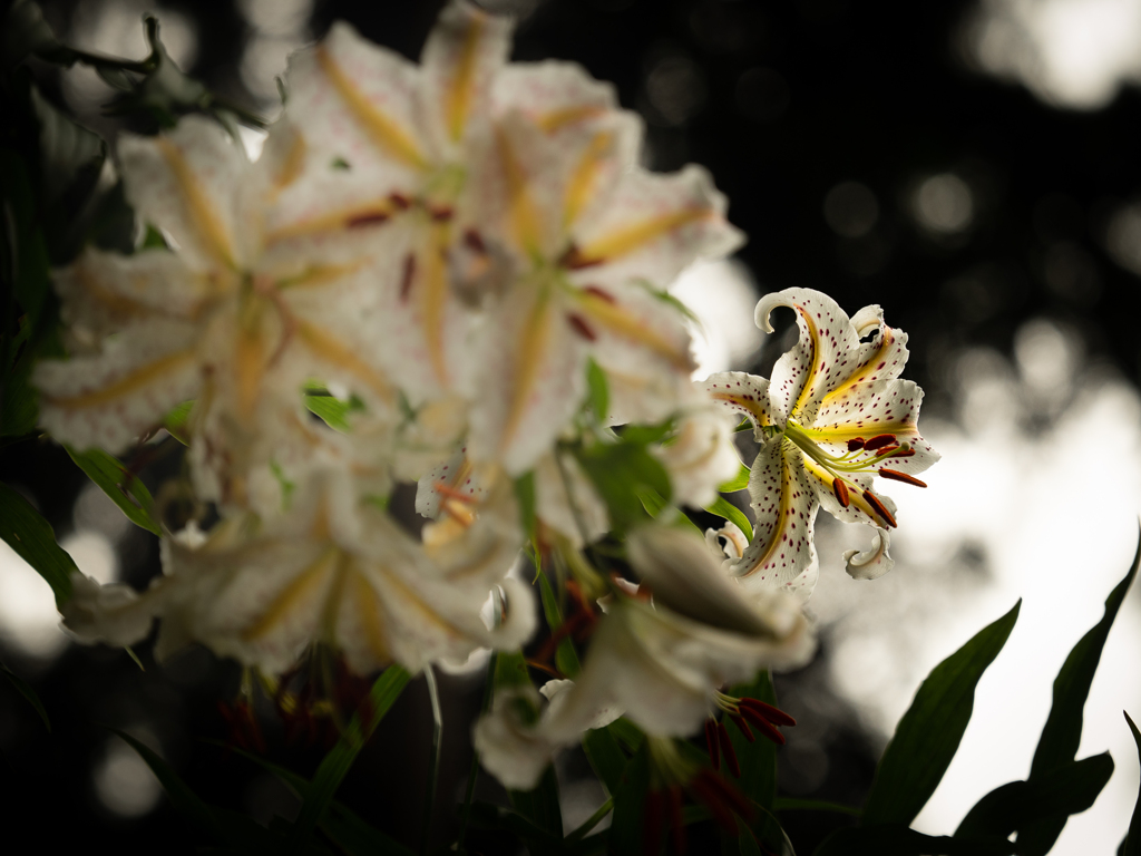 茂みの華