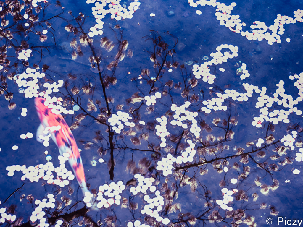 満開の水面