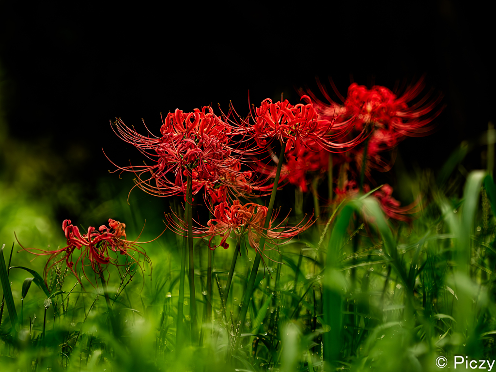 草むらの中の深紅