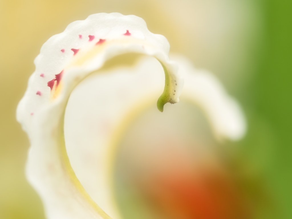 花の爪